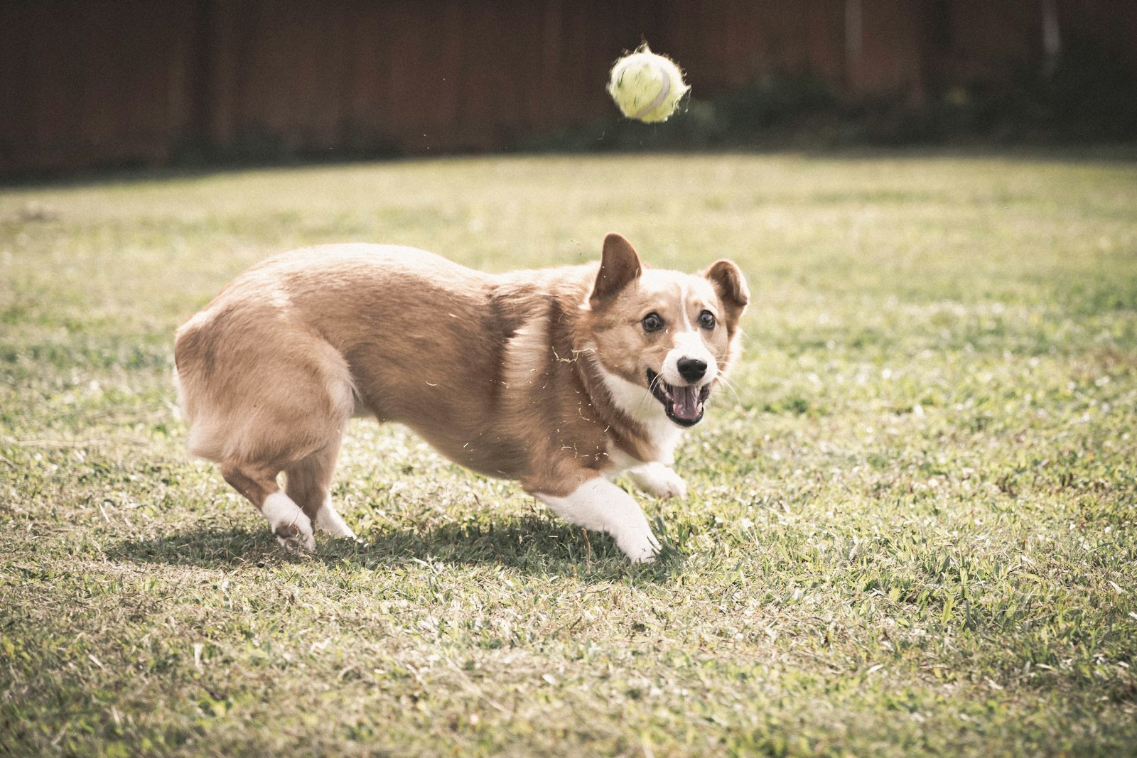 Dog Training in Pleasanton: Building a Dog Who Fits Real Life