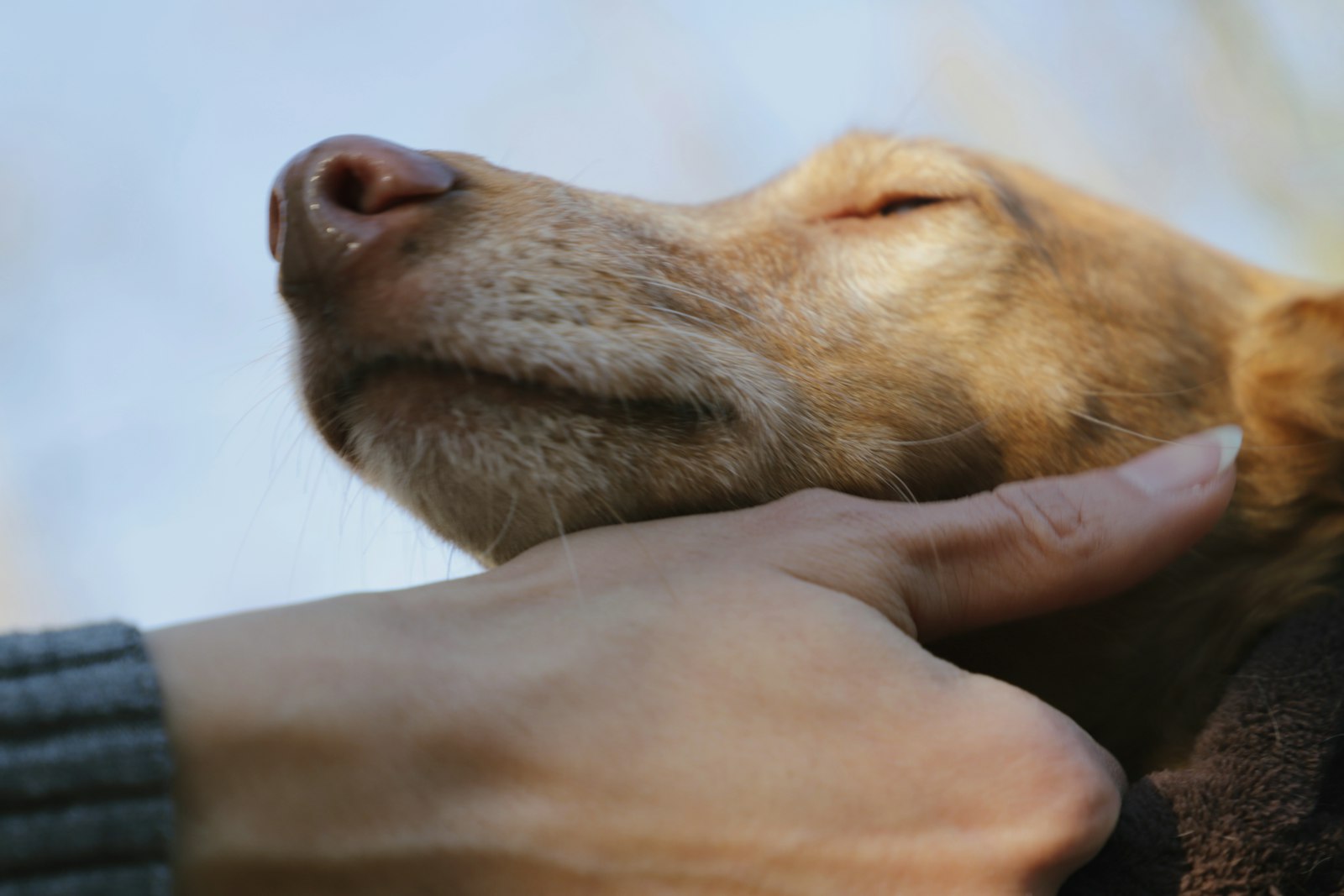 Dog Training in Pleasanton: How to Choose the Right Help for Your Dog